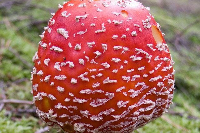 Уралец наелся мухоморов и напал на медиков