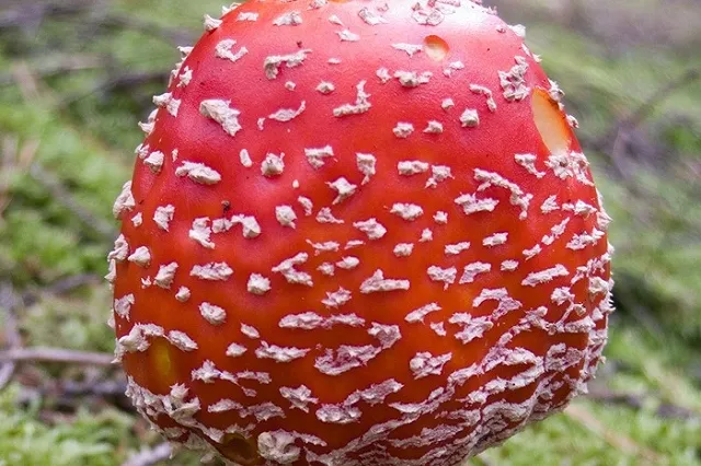 Уралец наелся мухоморов и напал на медиков