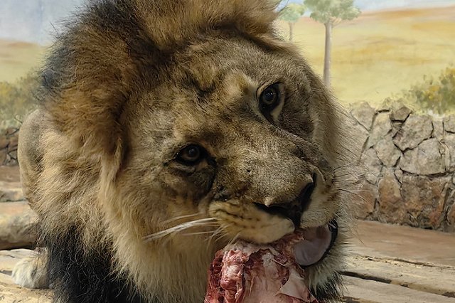 18 мне уже! Лев в Екатеринбурге отмечает совершеннолетие
