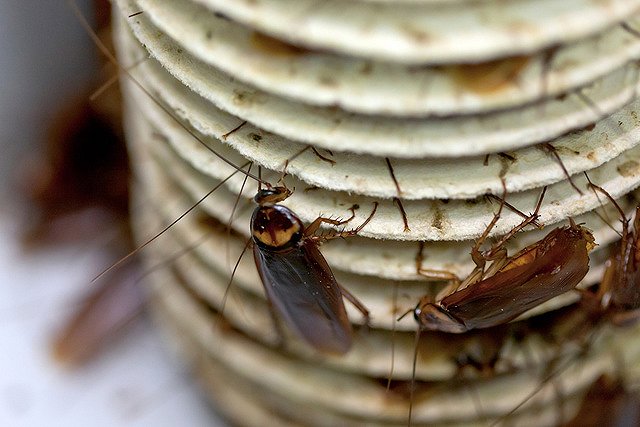 После травли тараканов в Тюмени госпитализированы более 20 человек