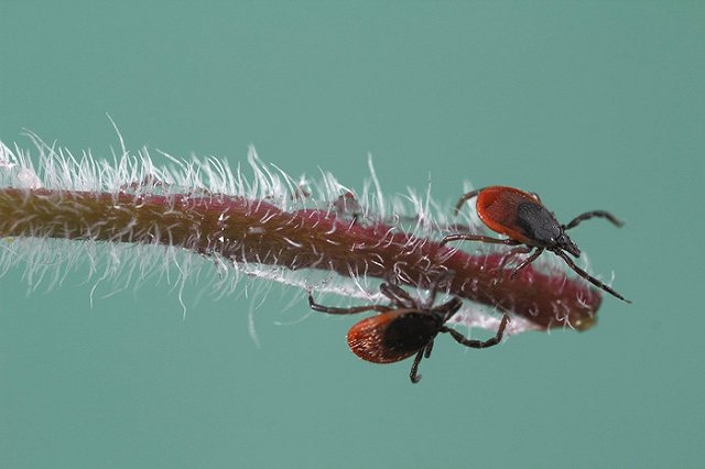 Большая часть Екатеринбурга уже обработана от клещей