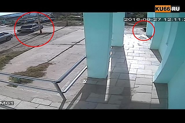 Собаку и щенка из машины расстреляли неизвестные под Каменском-Уральским