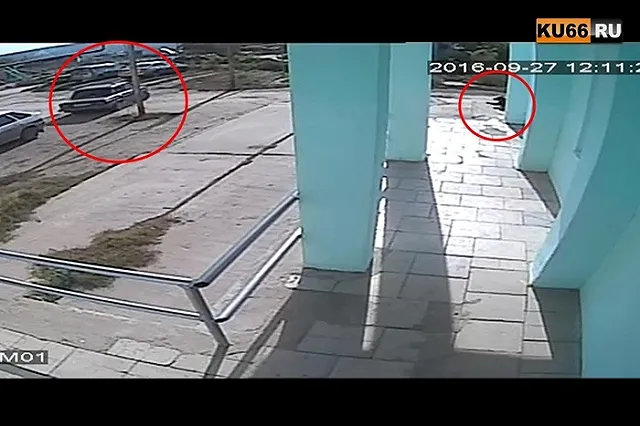 Собаку и щенка из машины расстреляли неизвестные под Каменском-Уральским