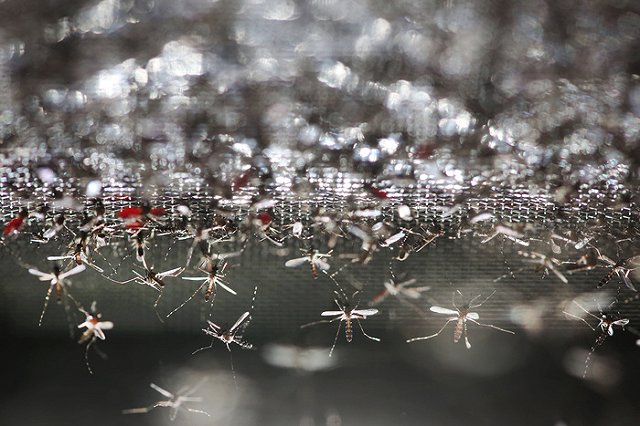 Россиянка умерла от малярии после поездки на Гоа