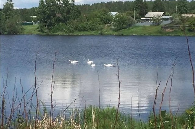 «Надеюсь, этих уродов найдут»: Куйвашев сообщил об убитых свердловских лебедях