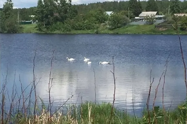 «Надеюсь, этих уродов найдут»: Куйвашев сообщил об убитых свердловских лебедях