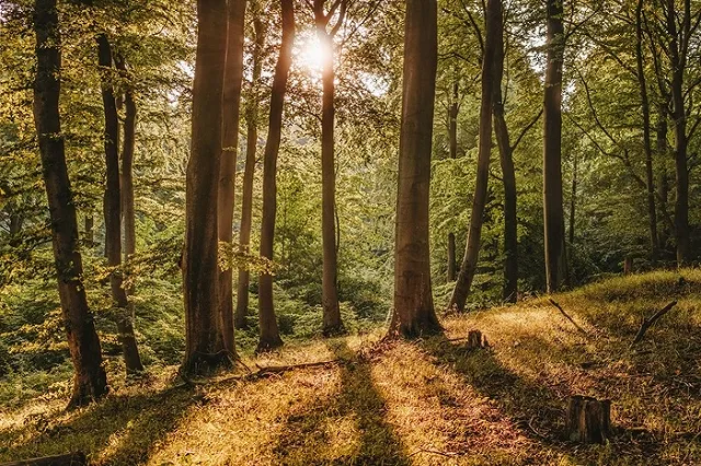 Стало известно, чьи тела были найдены повешенными в лесу около Екатеринбурга