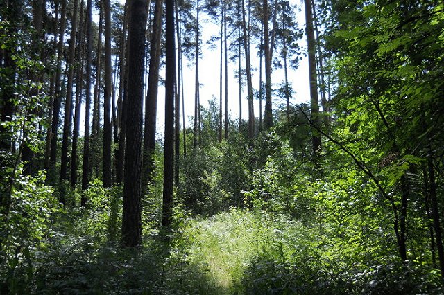 В лесу на севере Свердловской области пропал ребенок-грибник