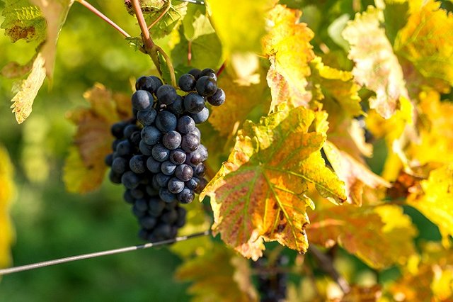 У семьи Нарышкина нашли алкогольную империю