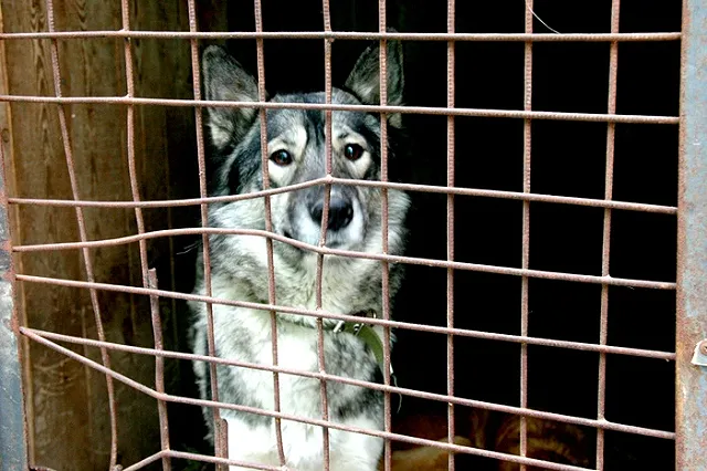 «Четвероного друга можно найти и в приюте»: зоозащита привлекает внимание к ПКС