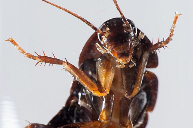 В Екатеринбург массово возвращаются тараканы