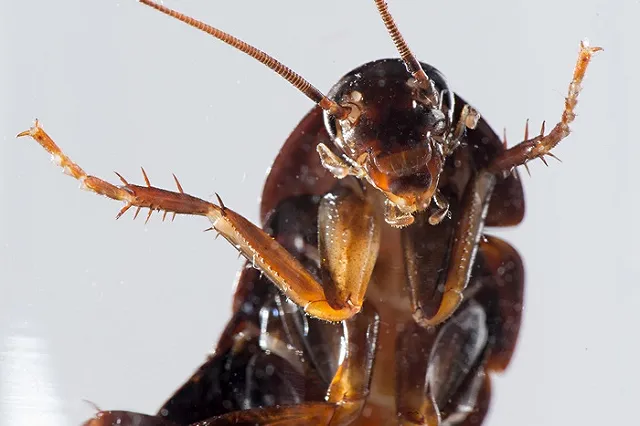В Екатеринбург массово возвращаются тараканы