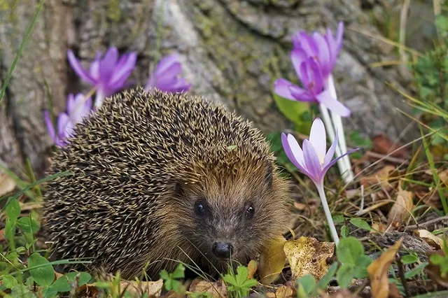 Свердловские ежики окончательно перестали быть краснокнижными