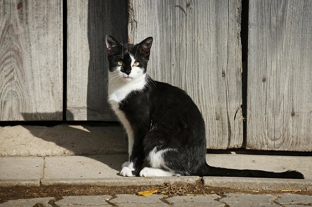 Выставка черных котов пройдет в Челябинске