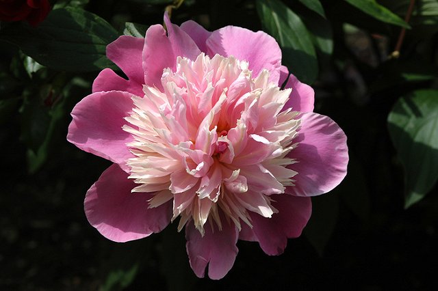 Ценителей пионов ждут в Ботсаду