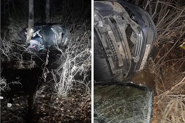 В Екатеринбурге легковушка насмерть сбила енота и влетела в дерево