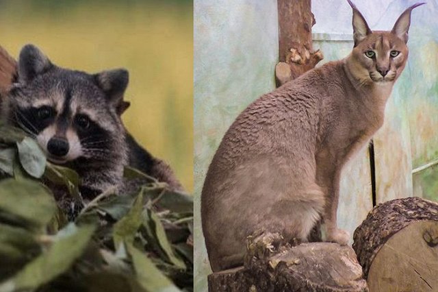 В Екатеринбургском зоопарке выбирают «Зоомистера-2023»