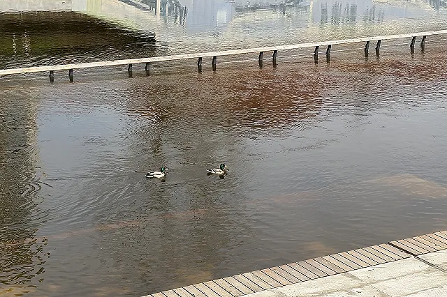 Ограничено транспортное сообщение: в Свердловской области затоплено уже восемь мостов