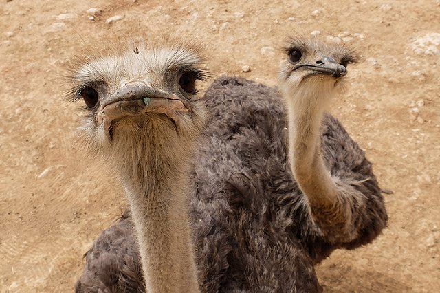 Австралийский страус эму, сбежавший с фермы под Ирбитом, умер
