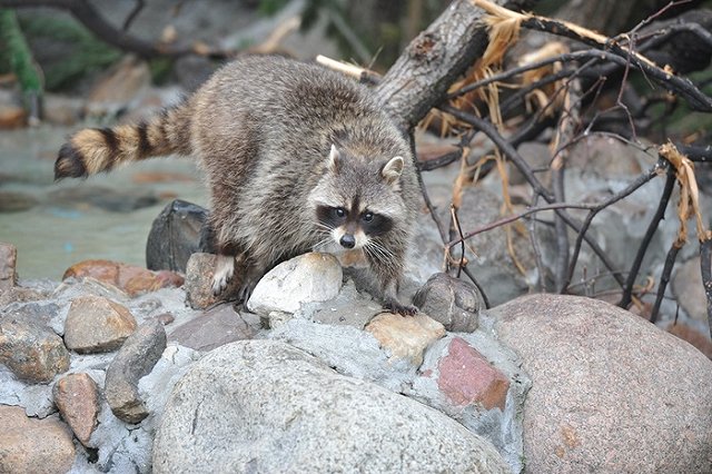 Как в фильме ужасов: Штат Огайо заполонили зомби-еноты