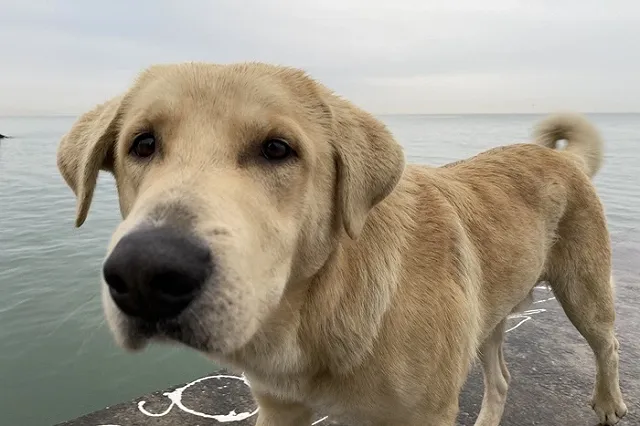 В Свердловской области построят приюты для бездомных животных