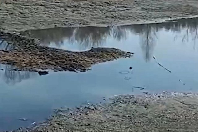 В Екатеринбурге из-за аномальной засухи пересохло озеро