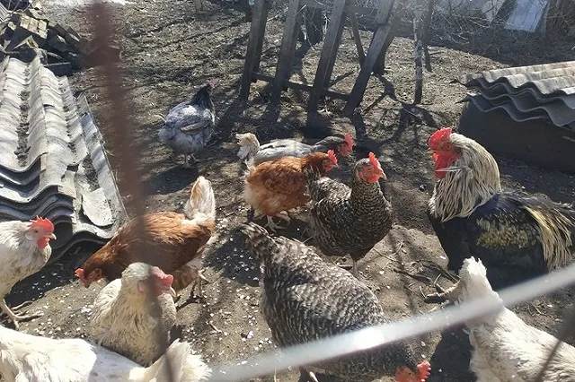 Генпрокуратура проверит производителей яиц на картельный сговор