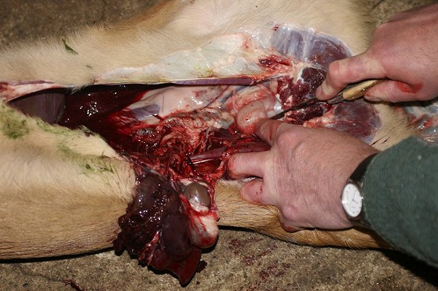 Россельхознадзор нашел во Владивостоке крупную партию опасного мяса из Аргентины