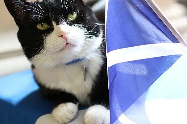 У кота британского МИД появился почетный караул