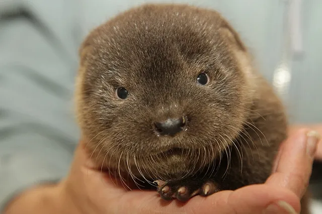 В екатеринбургском зоопарке родился выдрёнок