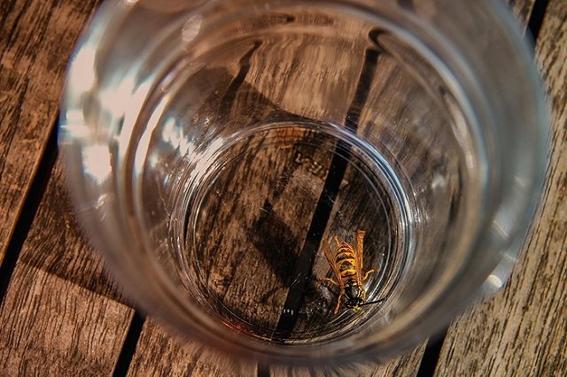 Московский эколог погибла после укуса осы в квартире