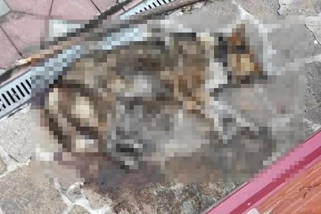 «Изо рта пошла кровь»: на улицах Екатеринбурга появилась новая отрава для собак