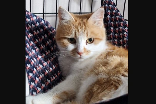 В Екатеринбурге продолжают искать хозяев для котов из Донбасса