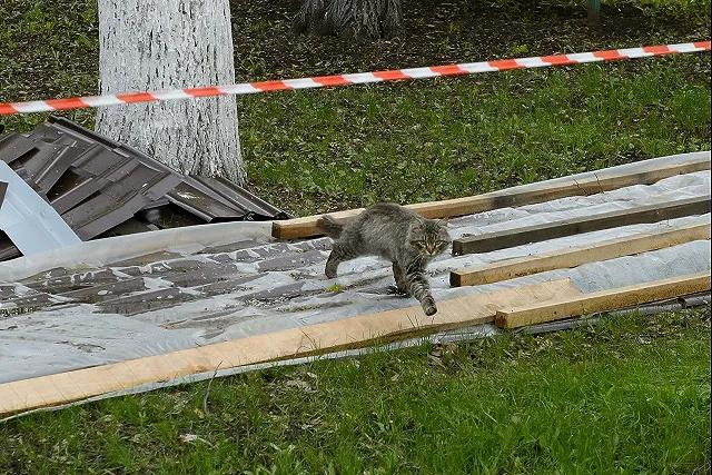 В РПЦ рассказали, кому молиться о здоровье кошки
