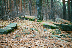 Судьба лесопарков Екатеринбурга оказалась под вопросом