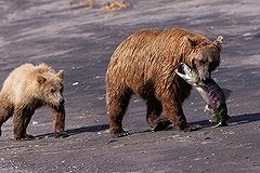 В Екатеринбурге медведица станет суррогатной матерью