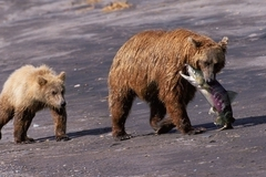 В Екатеринбурге медведица станет суррогатной матерью