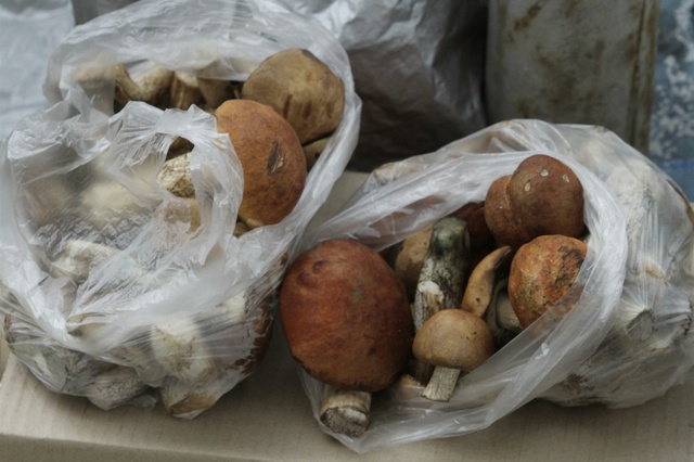 В лесу возле Сагры пропал 89-летний грибник