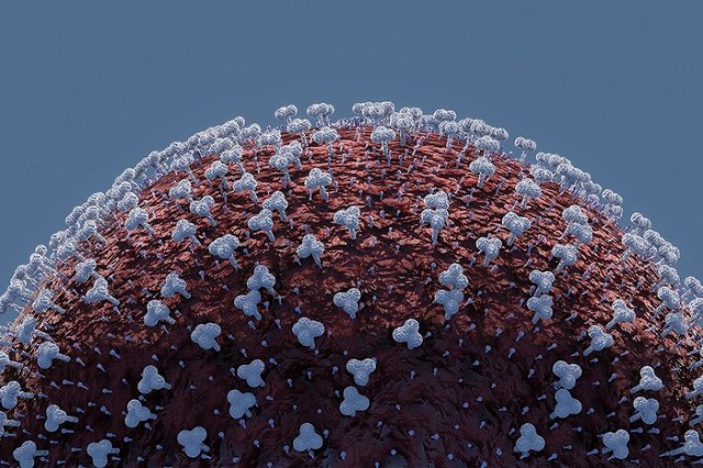 Определена главная цель для коронавируса в организме — это не лёгкие