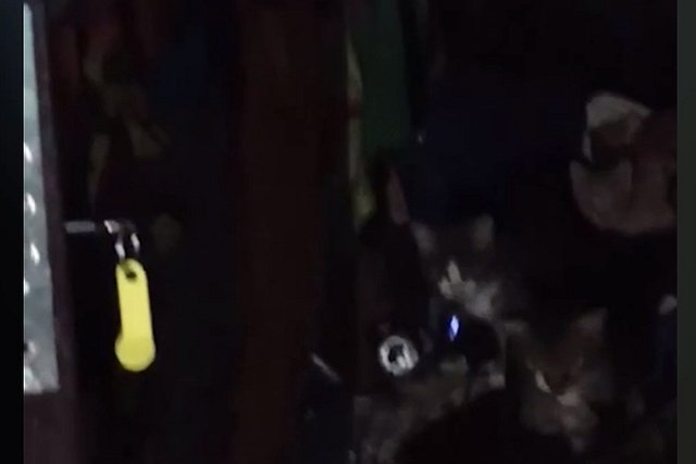 Екатеринбурженка пропала из квартиры, оставив после себя горы мусора и десятки кошек