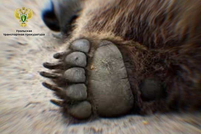 Прокурор Серова отсудил у РЖД компенсацию за сбитого медведя