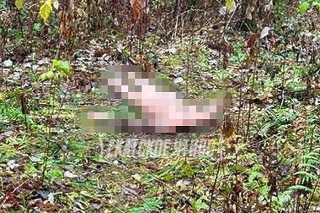 В парке на Юго-Западе нашли труп без головы