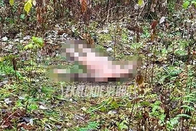 В парке на Юго-Западе нашли труп без головы