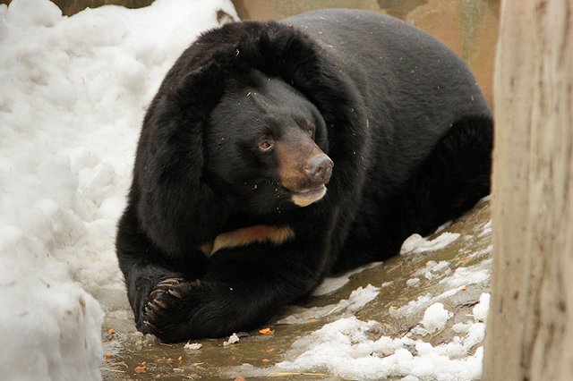 В Екатеринбургском зоопарке проснулись медведи