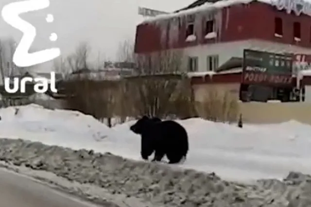 Медведь бегал по улицам города и бросался на прохожих