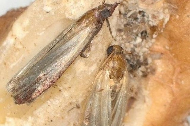 В свердловских подарочных наборах с орехами нашли насекомых