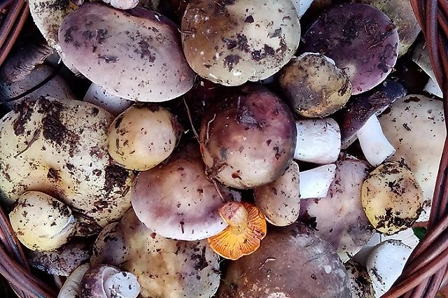 Свердловчане продолжают собирать грибы даже в конце октября