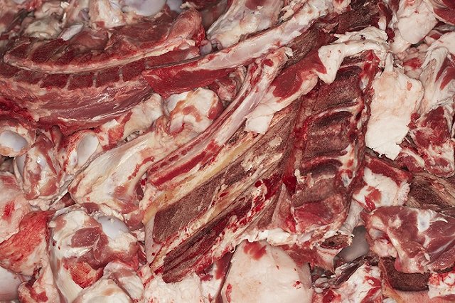 В самом северном зоопарке России у хищников во рту замерзает мясо