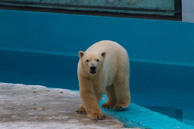 Гигантские конфеты из рыбы и игрушки из пожарного рукава