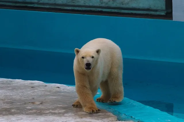 Гигантские конфеты из рыбы и игрушки из пожарного рукава